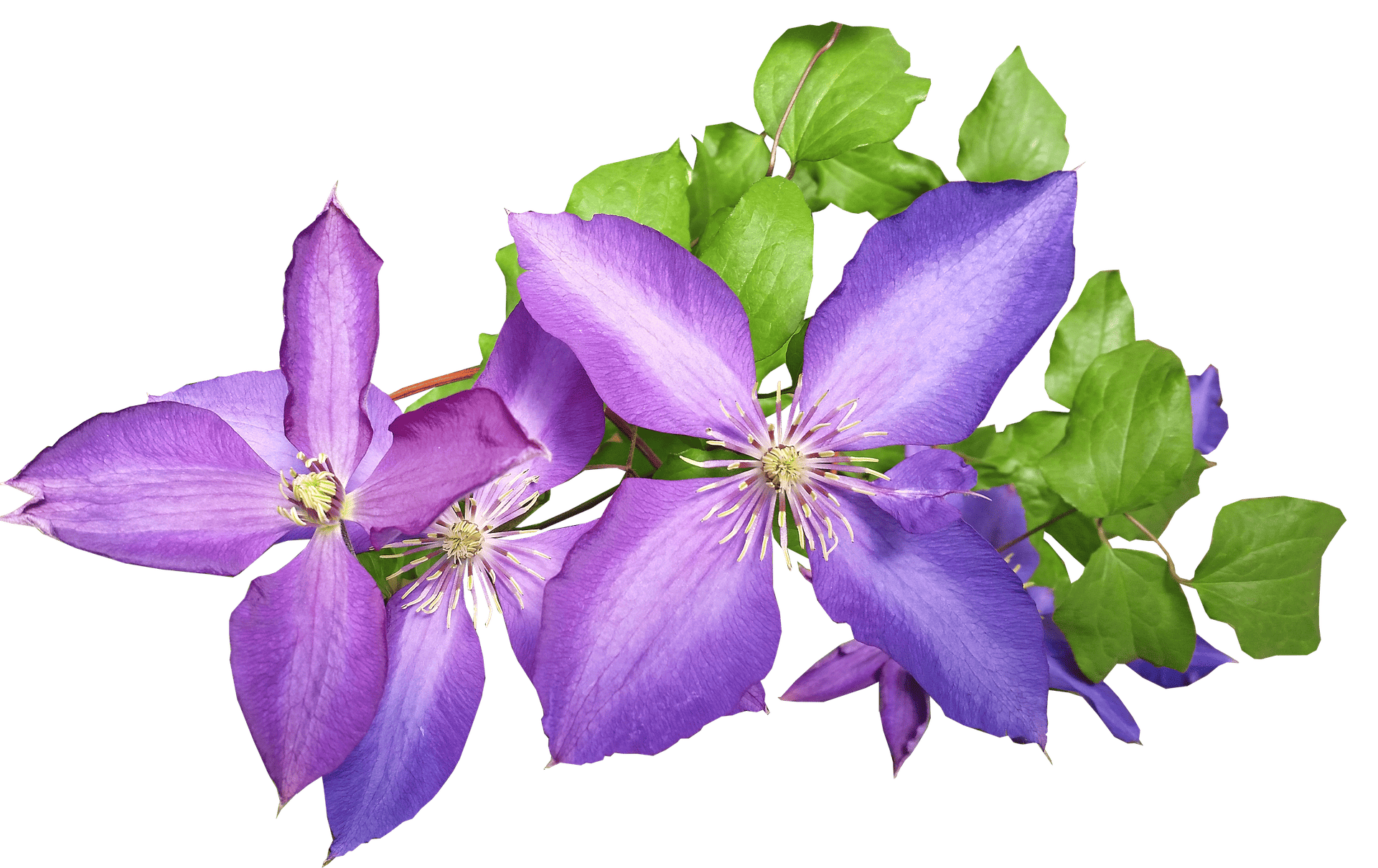 fertilizer for clematis 1