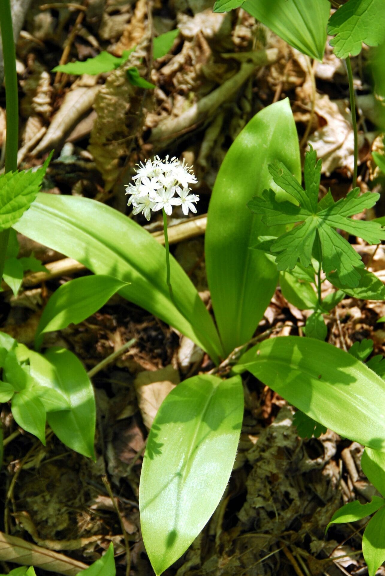 outdoor plants for north carolina 1
