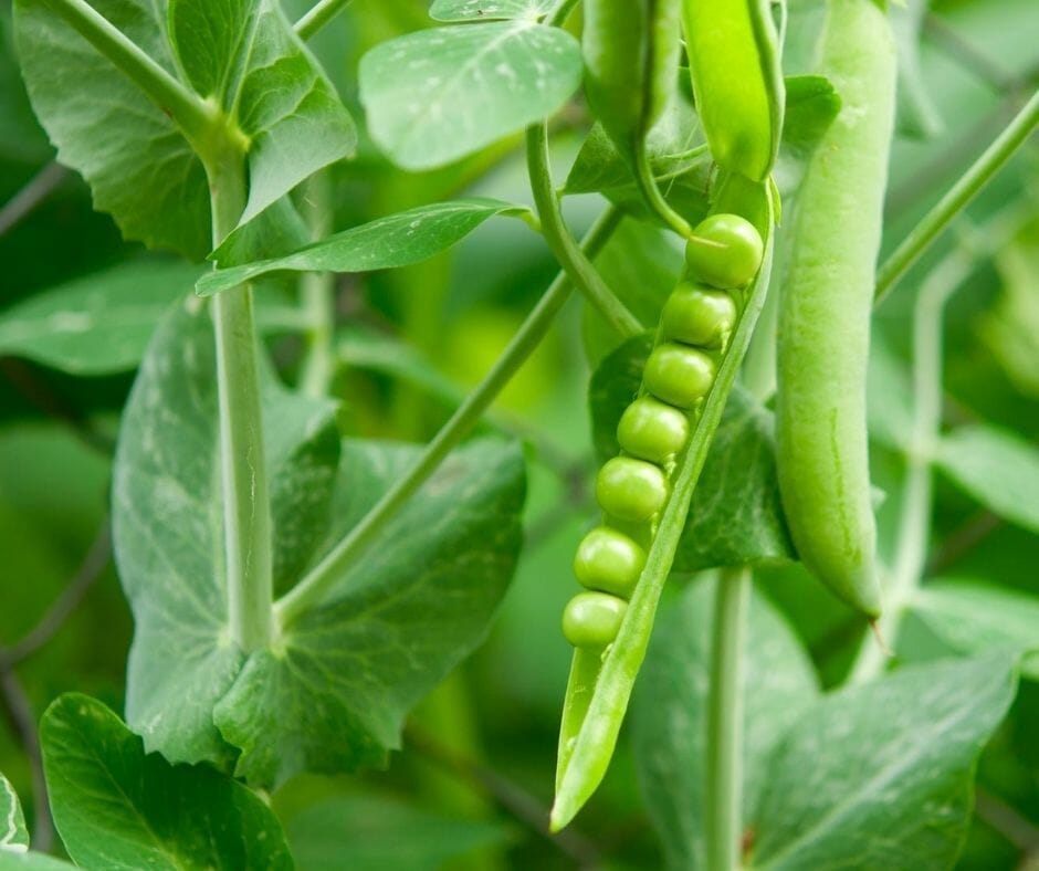 10 Best Companion Plants For Peas In 2023 The Wrench Finder