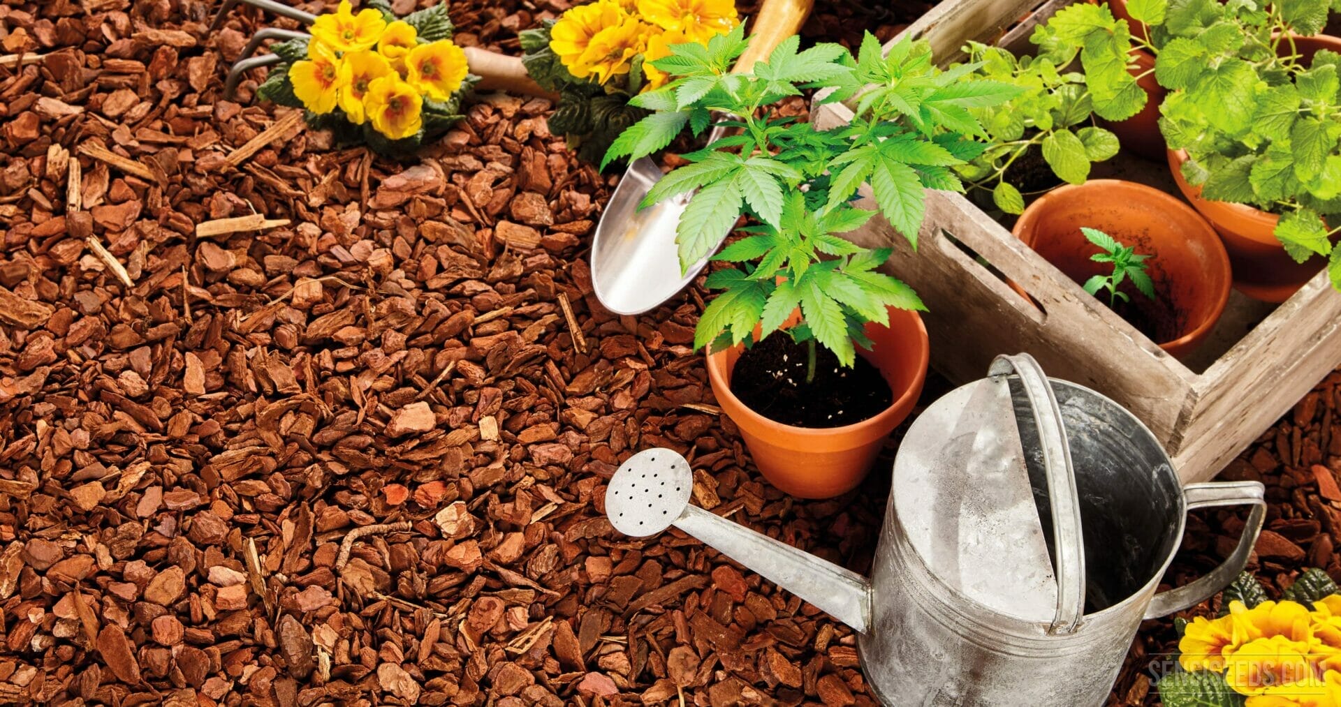 companion plants for cannabis 1