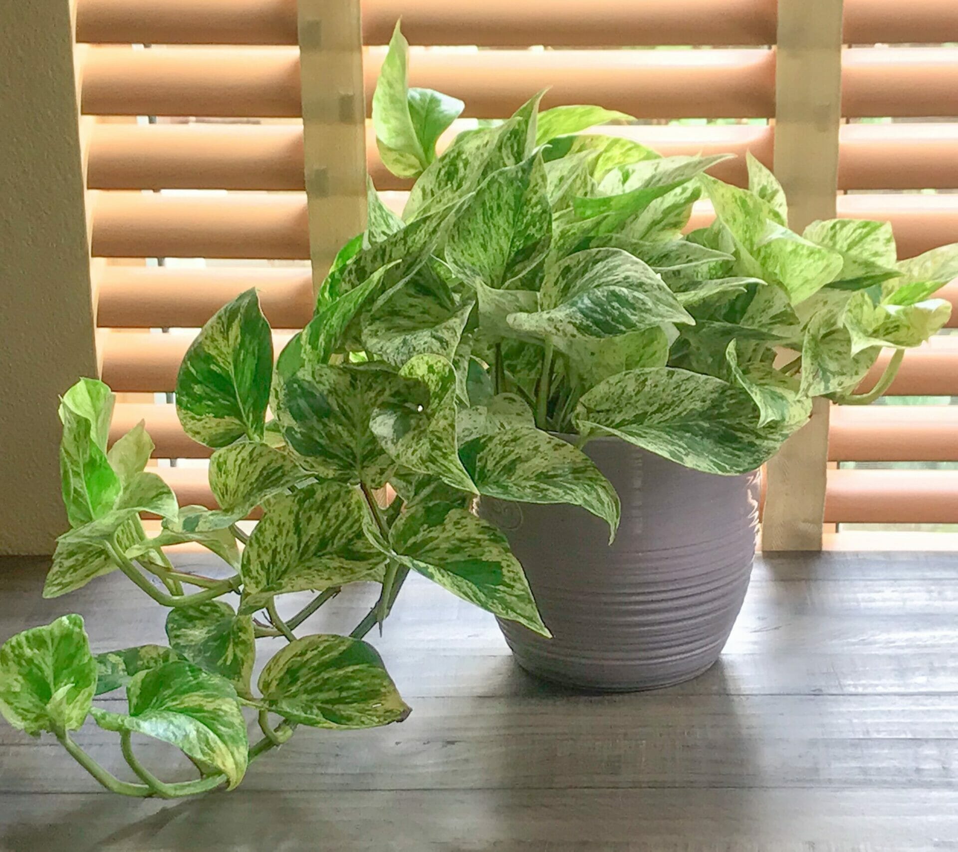 planter for pothos 2