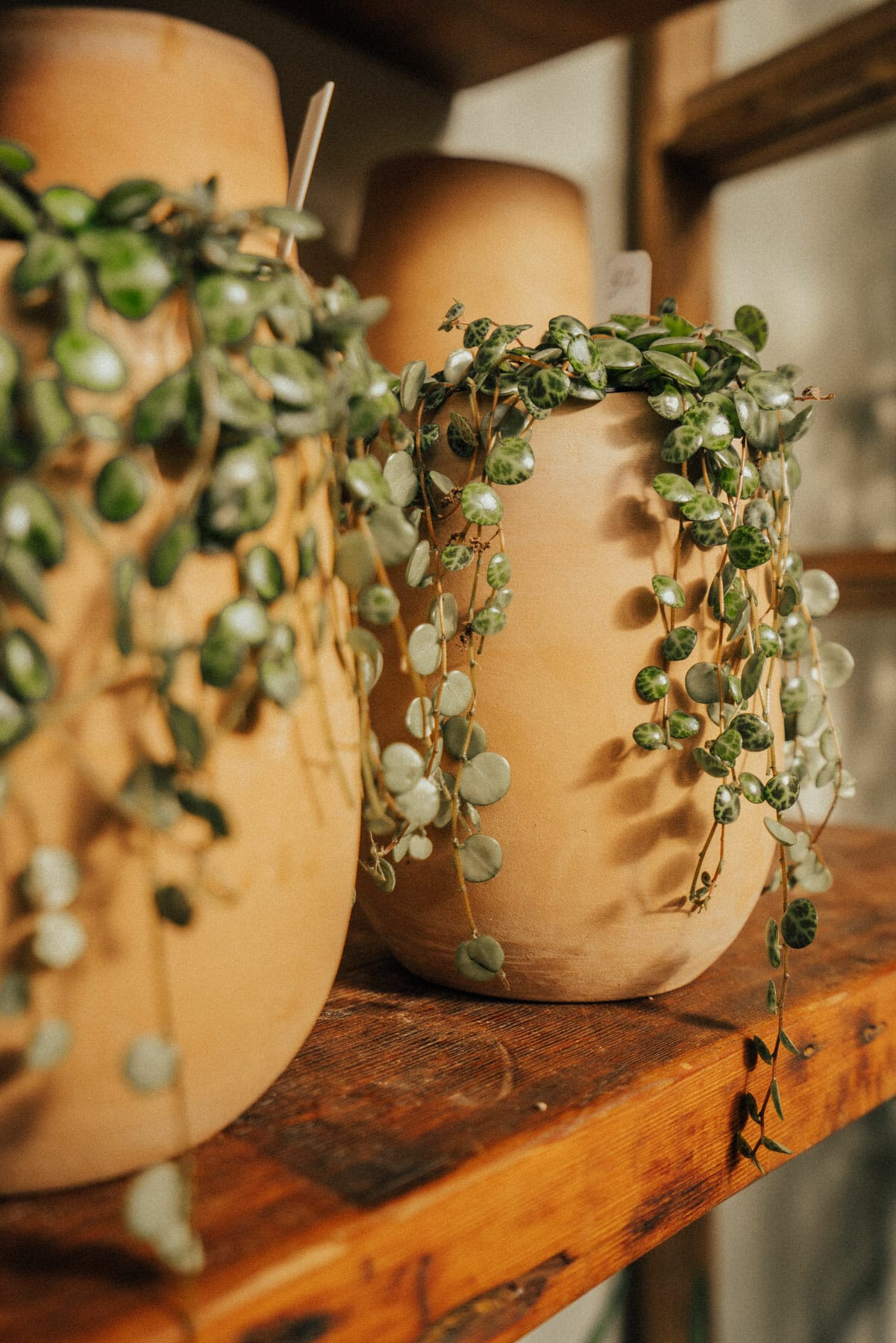 plant shops portland 1