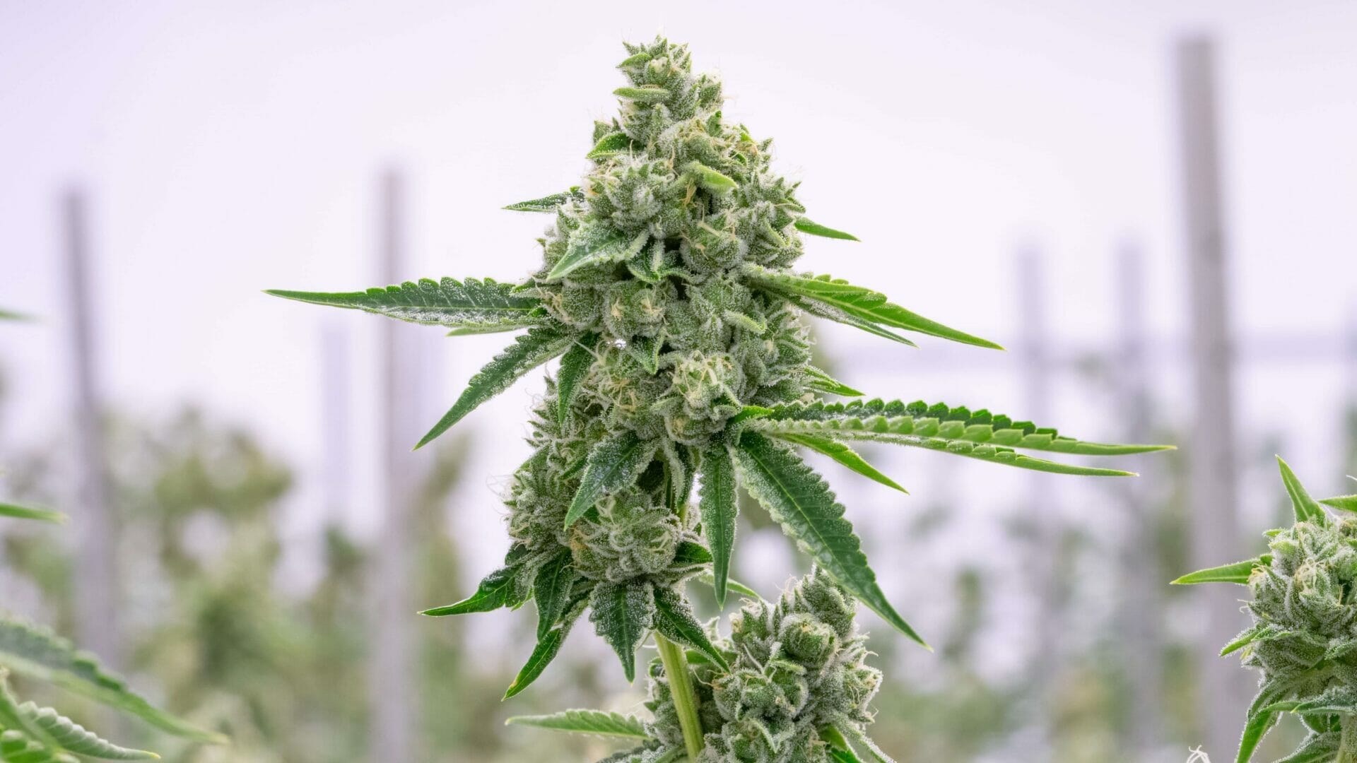 nutrients for weed plants 2