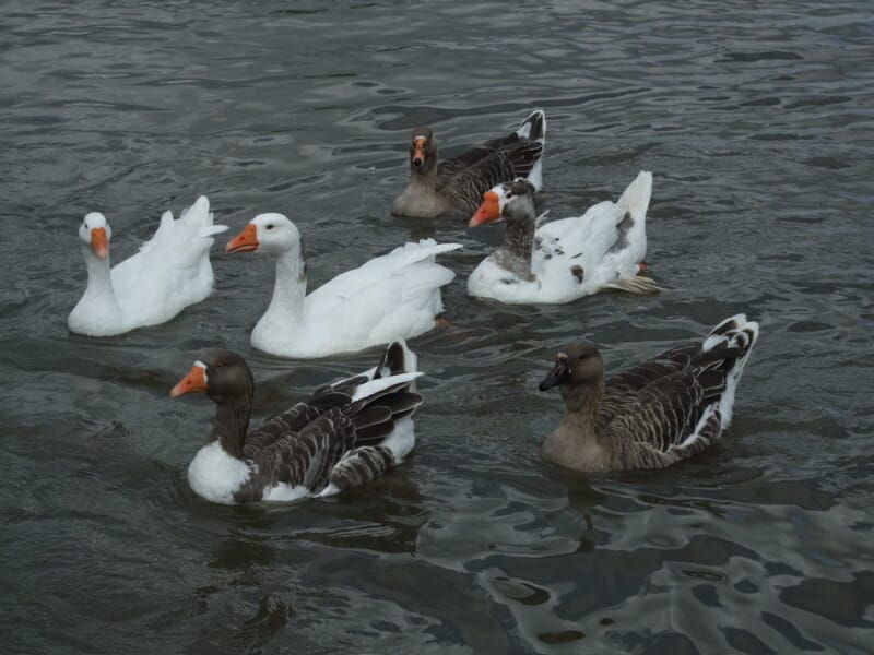 plant identification book 2