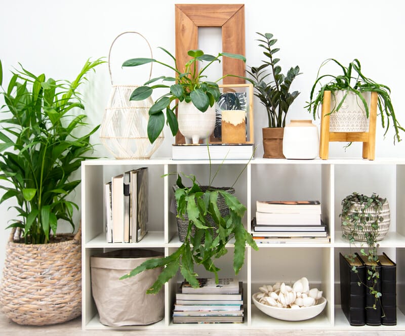 plants for bookshelves 1