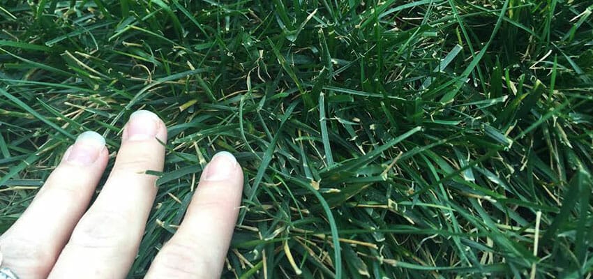 turf type tall fescue grass seed 2