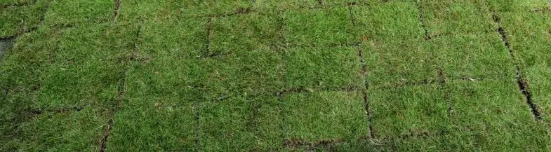 fertilizer for new sod 2