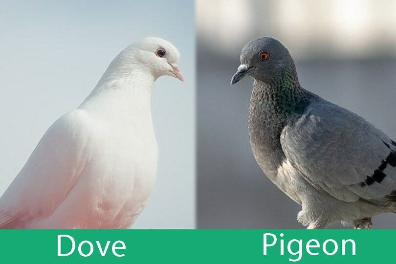 10 Best Thing To Plant For Doves In 2023 The Wrench Finder