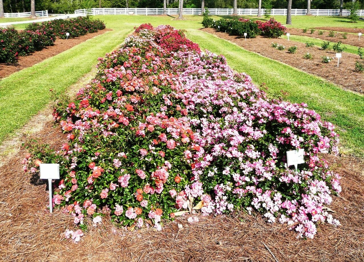 fertilizer for drift roses 2