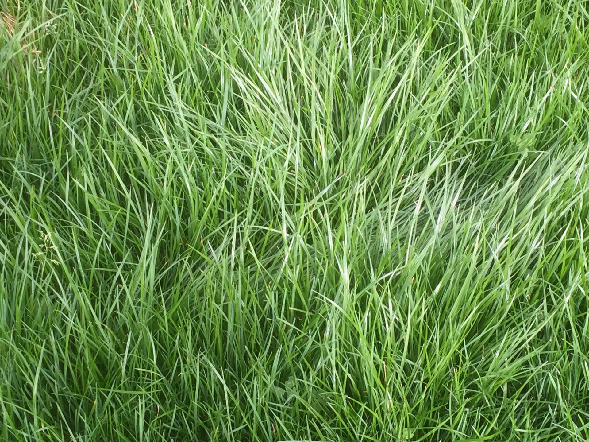 perennial rye grass seed 1