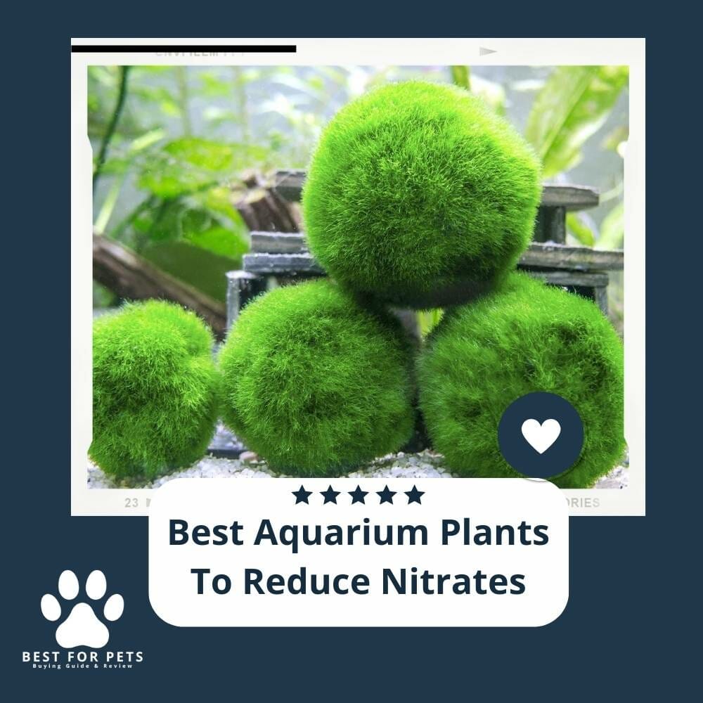10 Best Aquarium Plants To Reduce Nitrates In 2023 The Wrench Finder