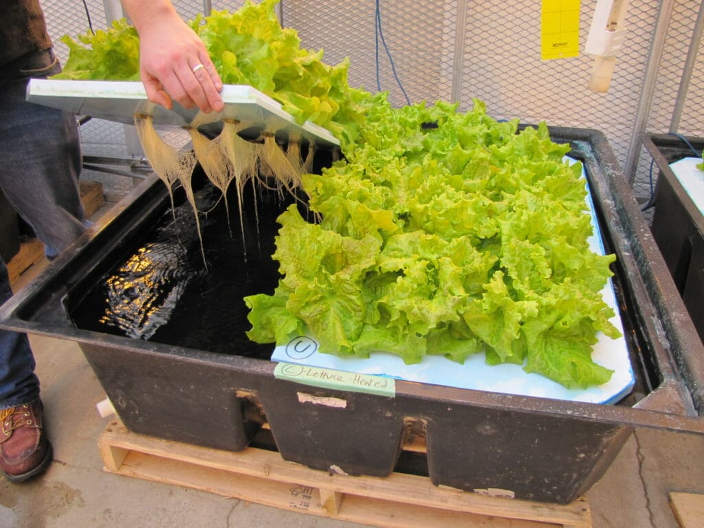 plant food for hydroponics 2
