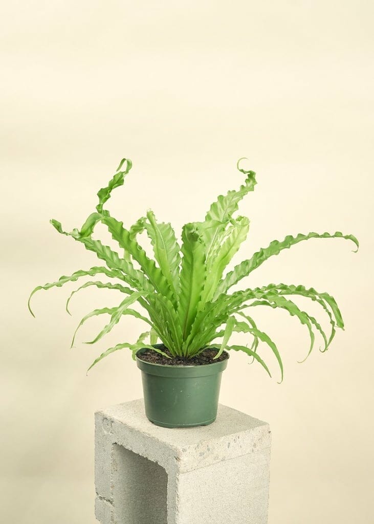 plants for dorms 1