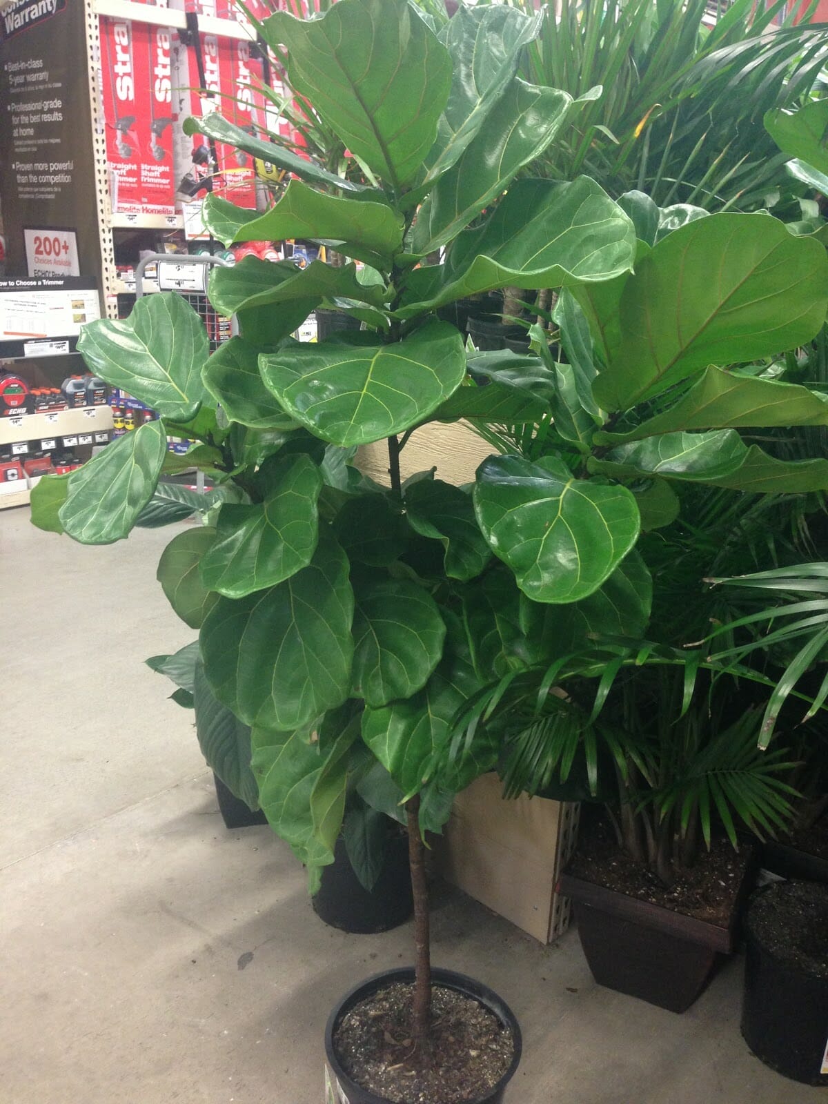 planter for fiddle leaf fig 2