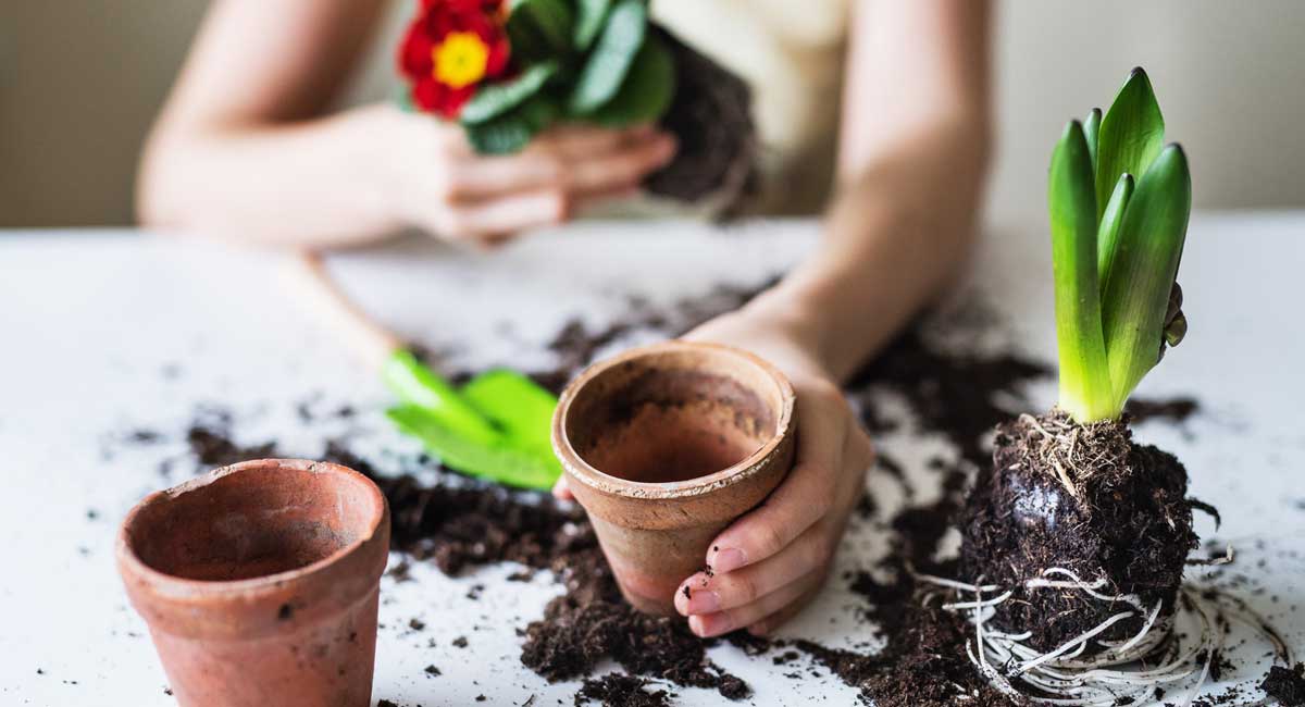 plant root stimulator 1