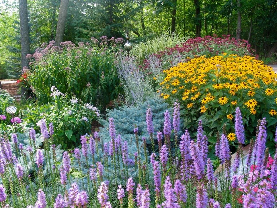 perennial plants for minnesota 1