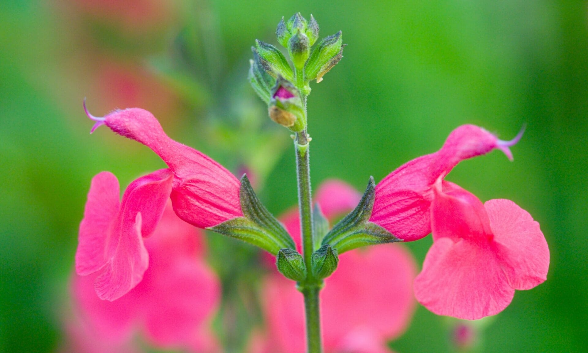 fertilizer for salvias 2