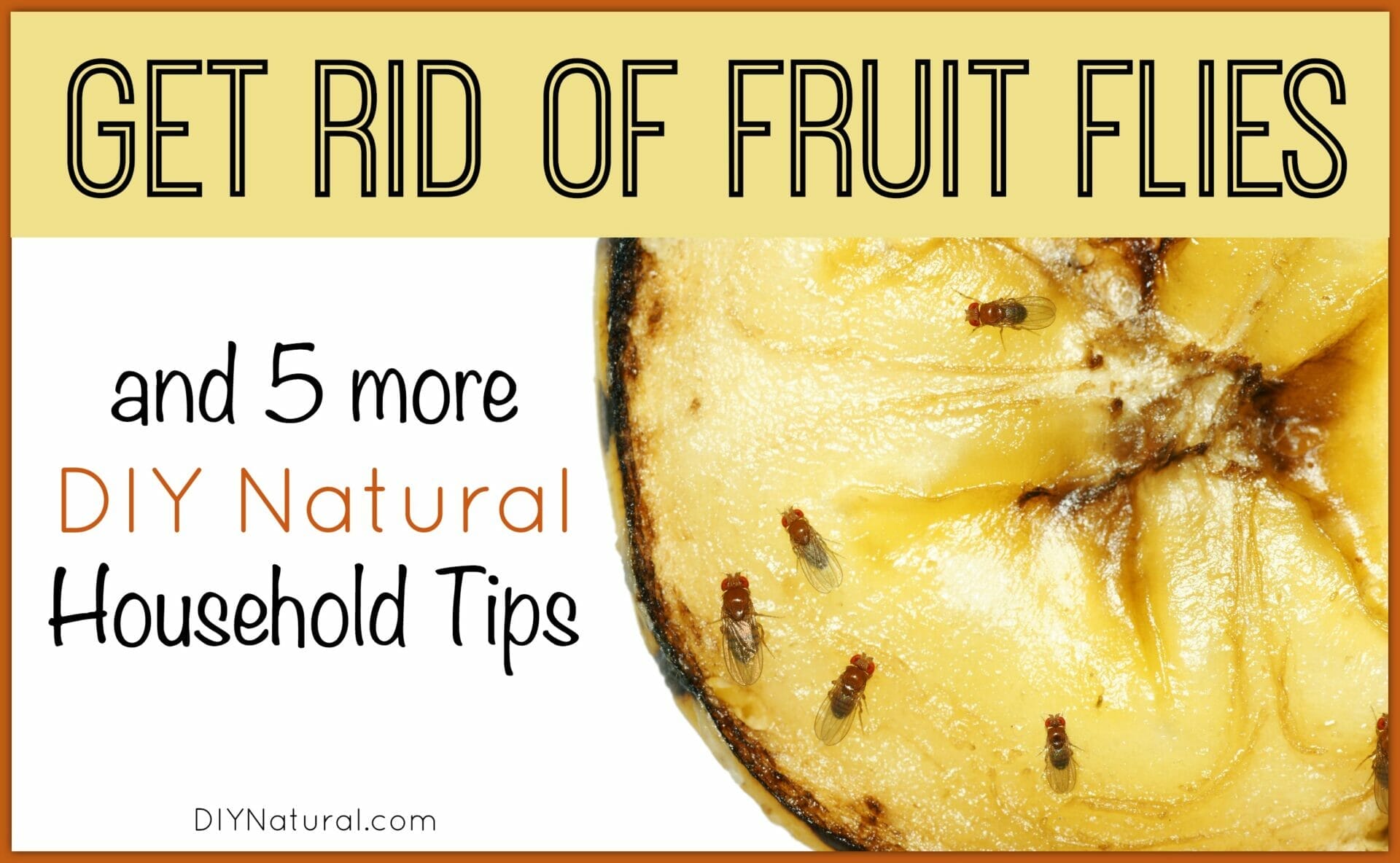 plant for fruit flies 2