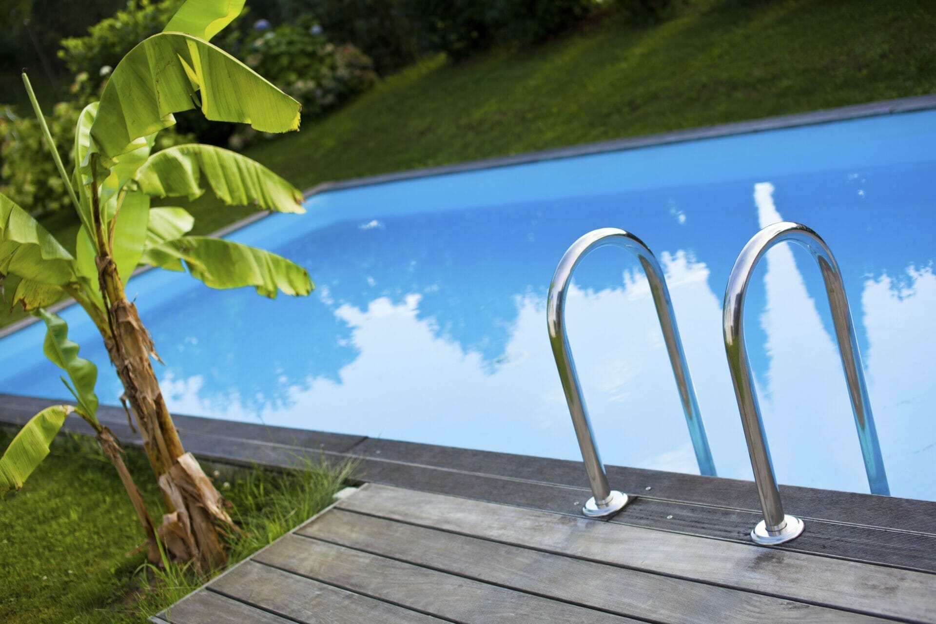 trees to plant around a pool 1