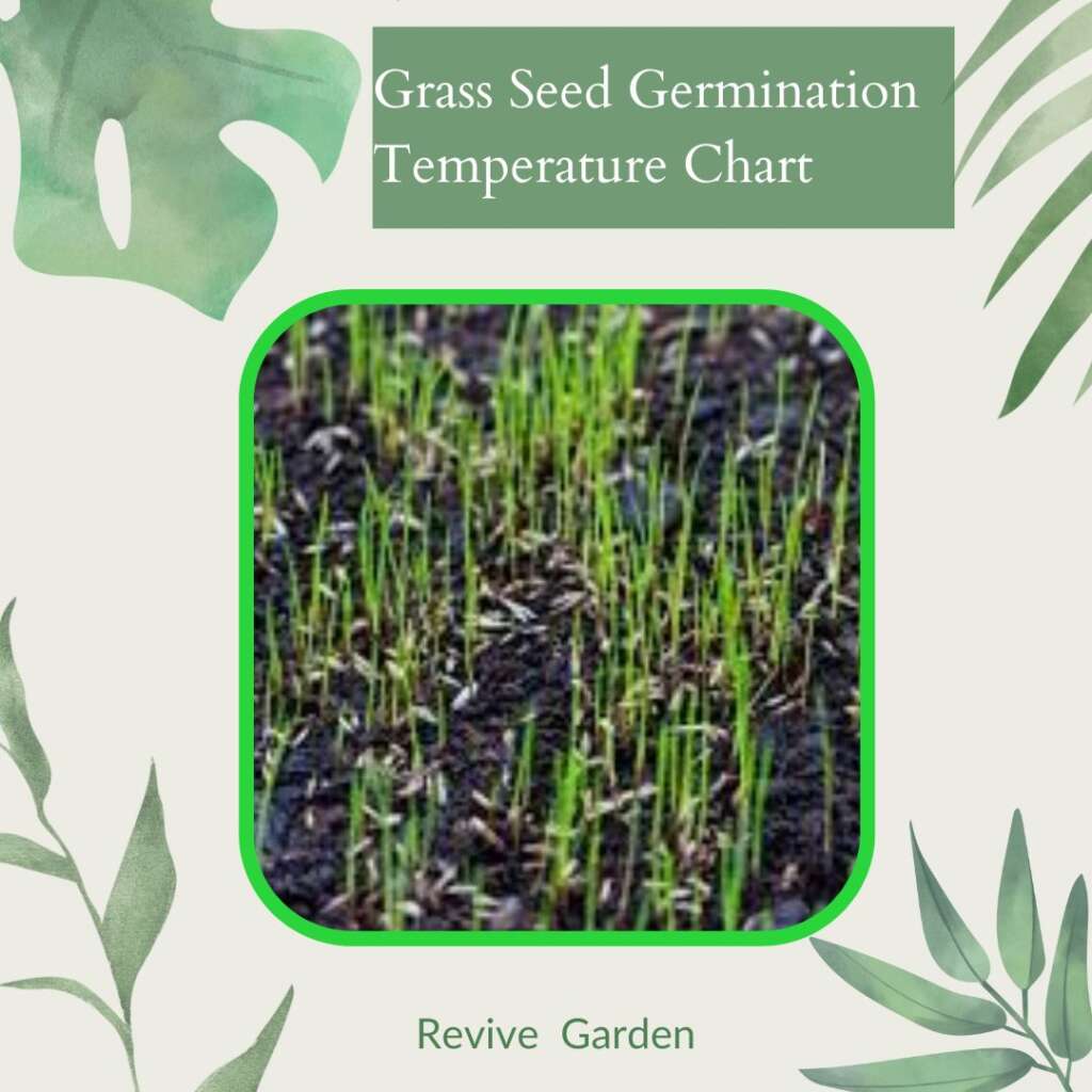 temperature plant grass seed 2
