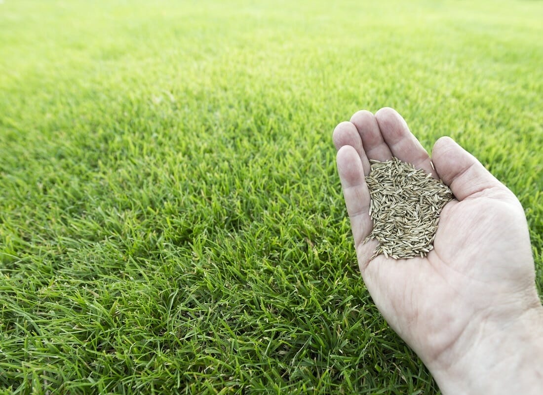 10 Best Tall Fescue Grass Seed For Virginia In 2023 The Wrench Finder