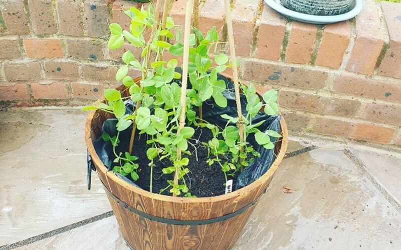 fertilizer for sweet peas 2