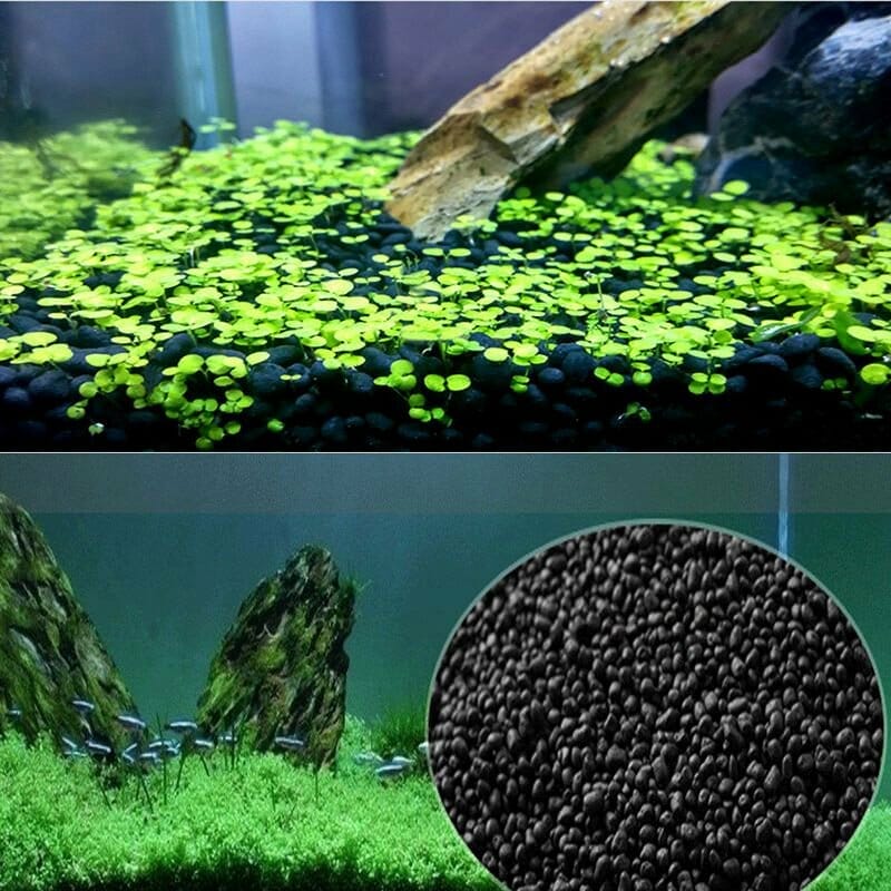 plants for sand aquarium 2