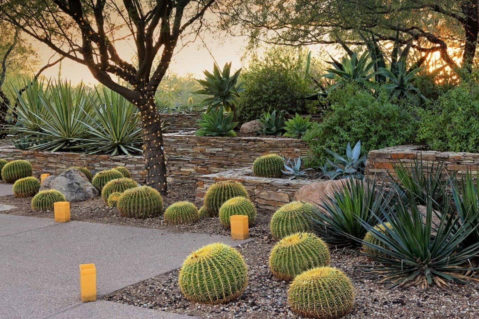 outdoor plants for las vegas 2