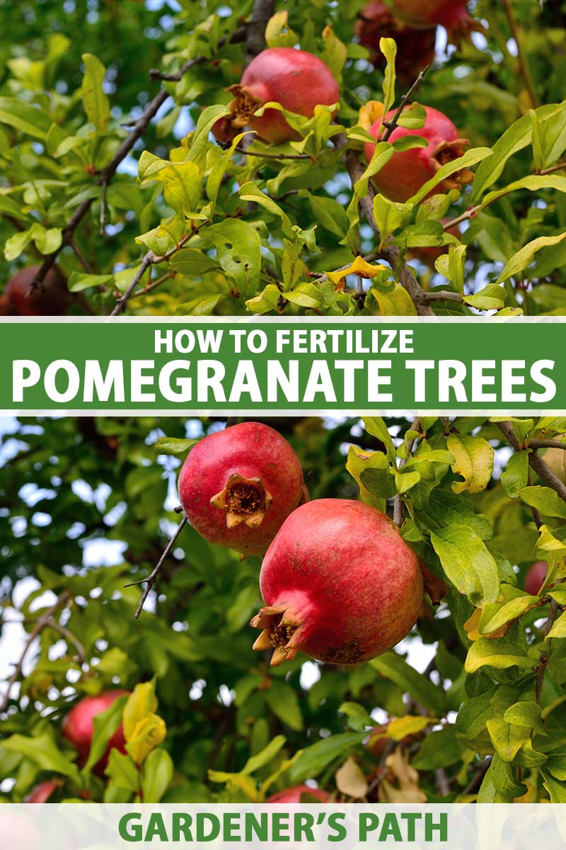 organic fertilizer for pomegranate tree 1
