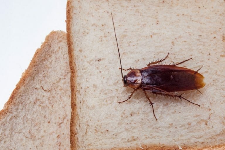 product to kill palmetto bugs 1