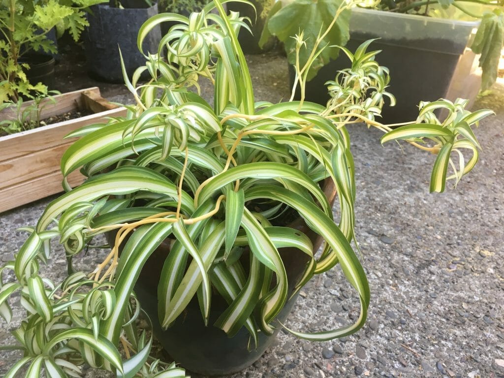 soil for spider plant 1