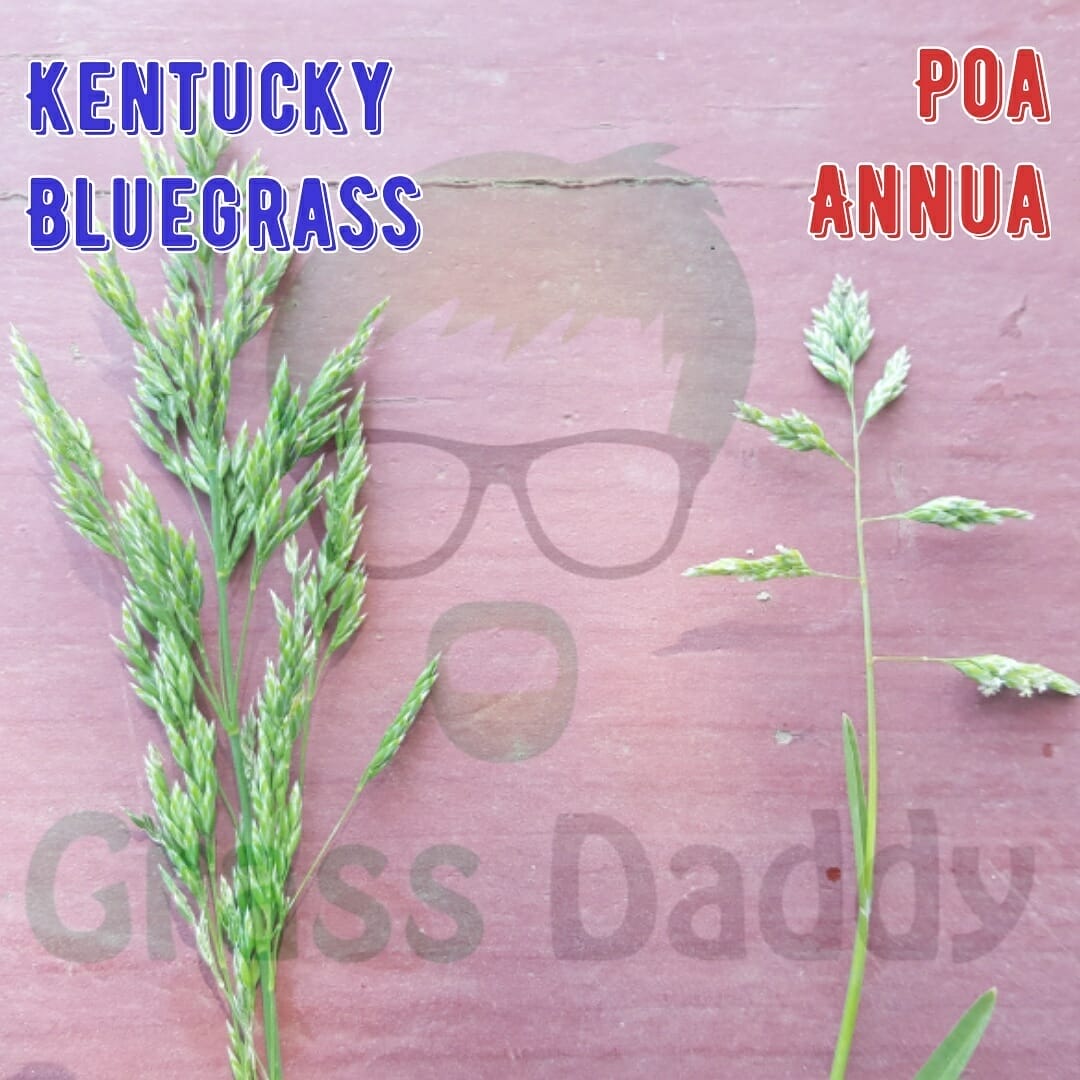 10 Best Kbg Grass Seed In 2023 The Wrench Finder