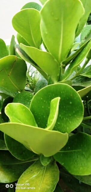 fertilizer for clusia 2