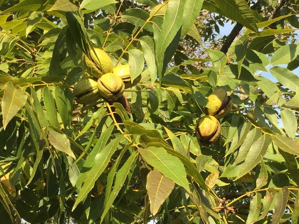 10 Best Pecan Trees To Plant In 2023 The Wrench Finder