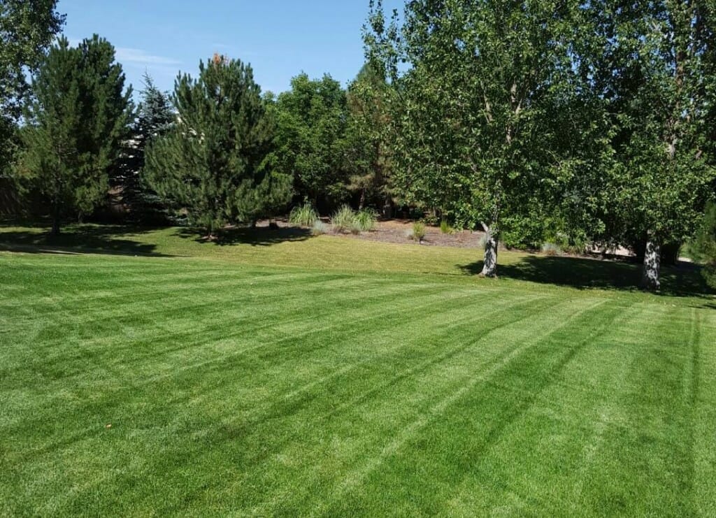 fertilizer for colorado lawns 1