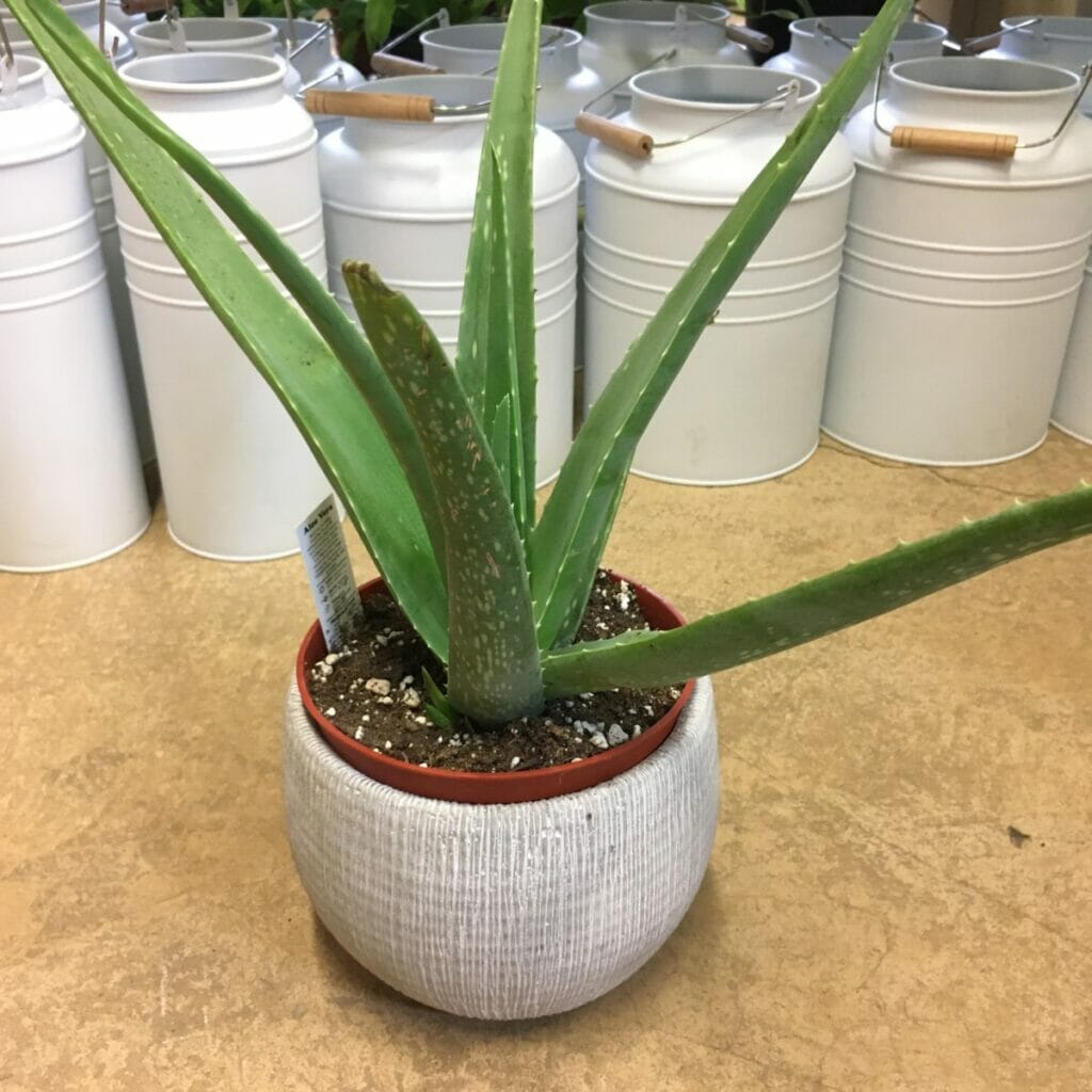 pots for large aloe vera plants 1