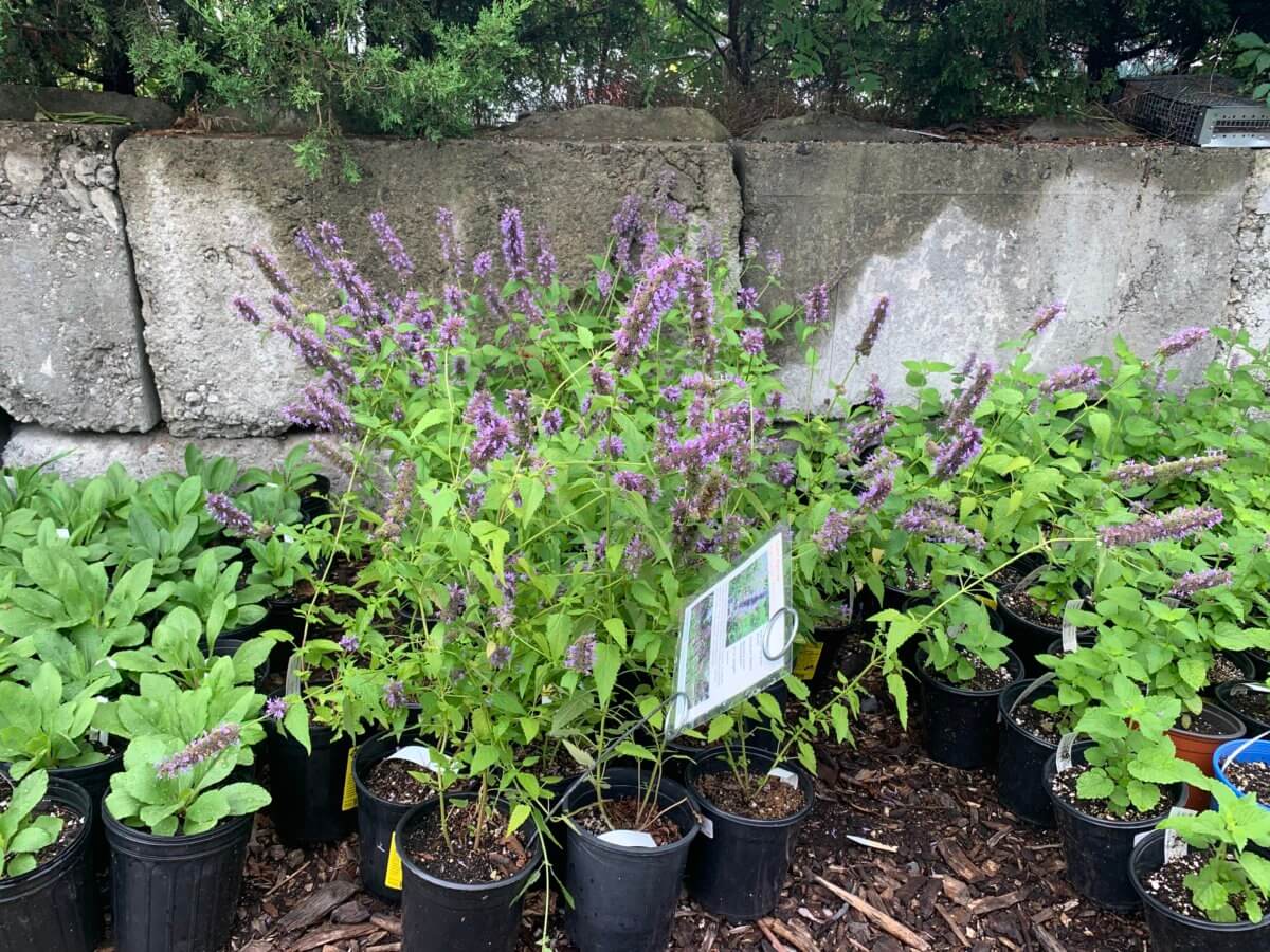 plant nursery brooklyn 1