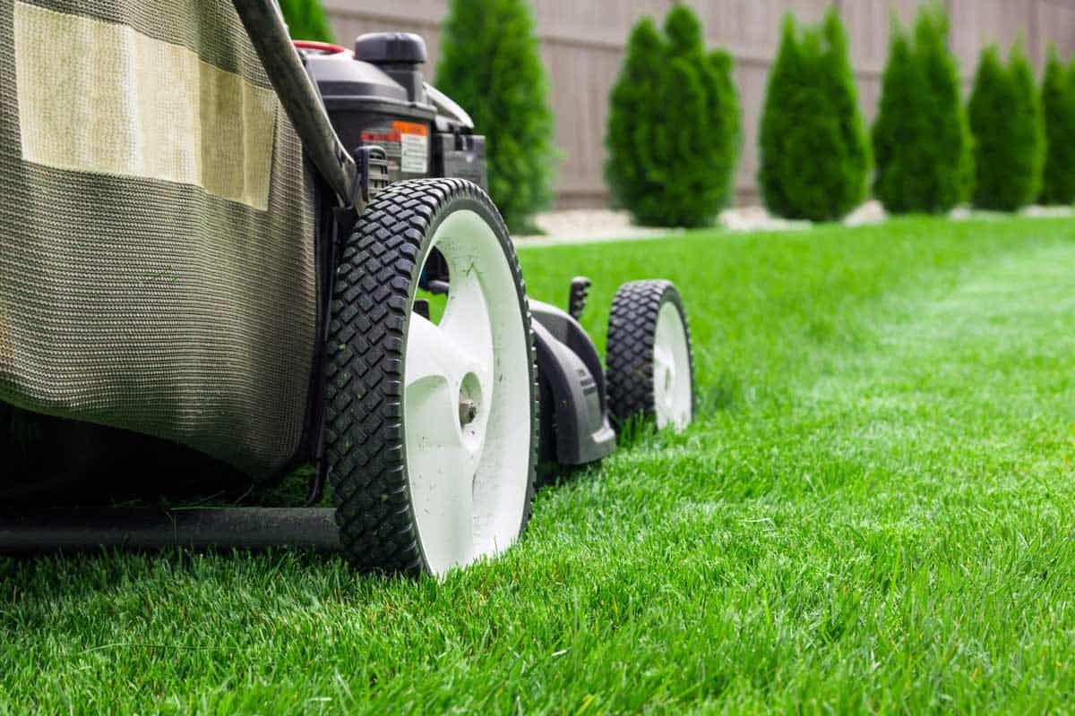 mow over lawn edging 1