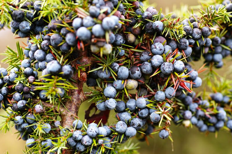 fertilizer for junipers 2