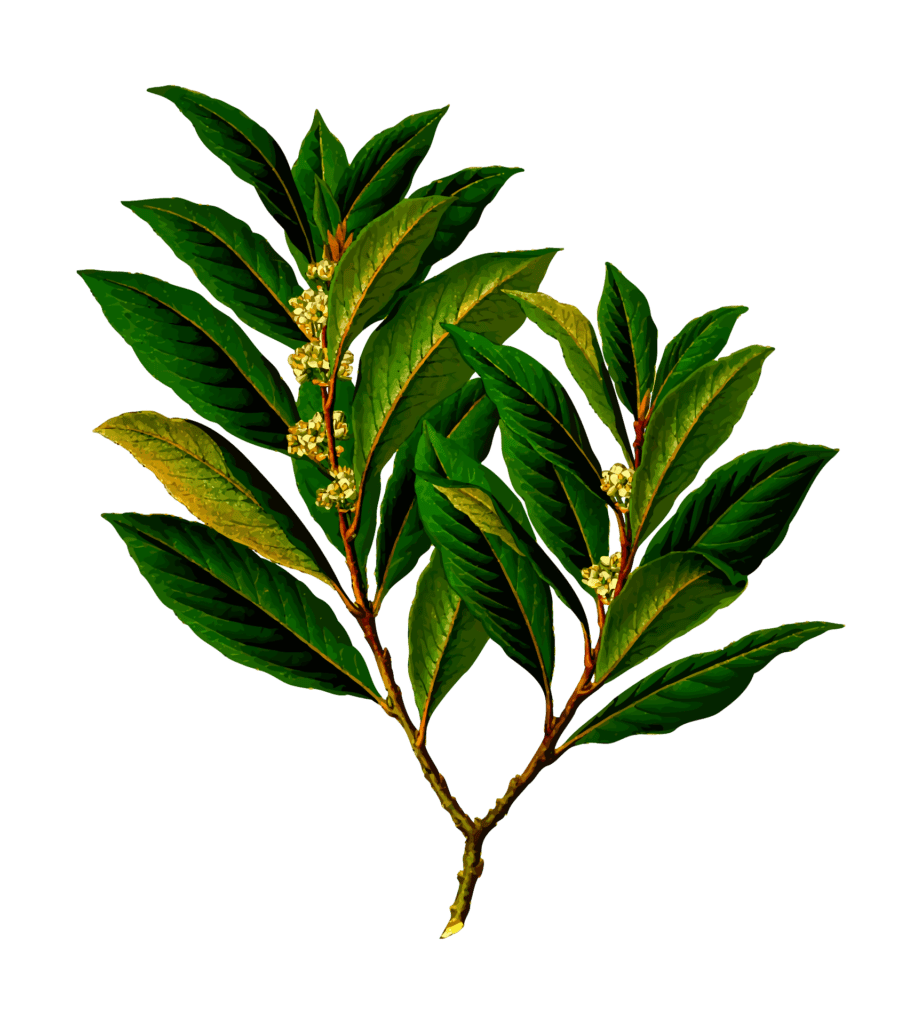 fertilizer for laurels 1