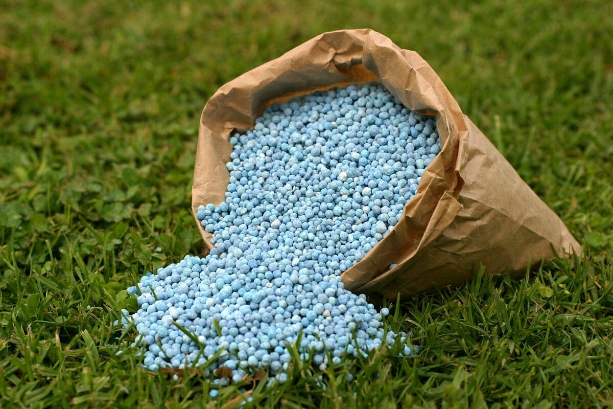 fertilizer for iris 1