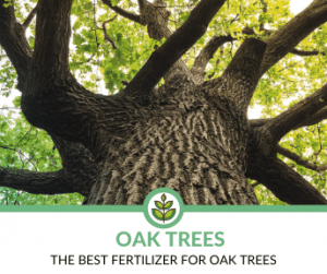 fertilizer for live oak trees 2
