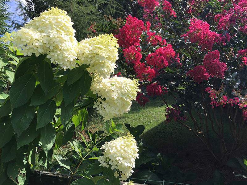 fertilizer for limelight hydrangeas 1