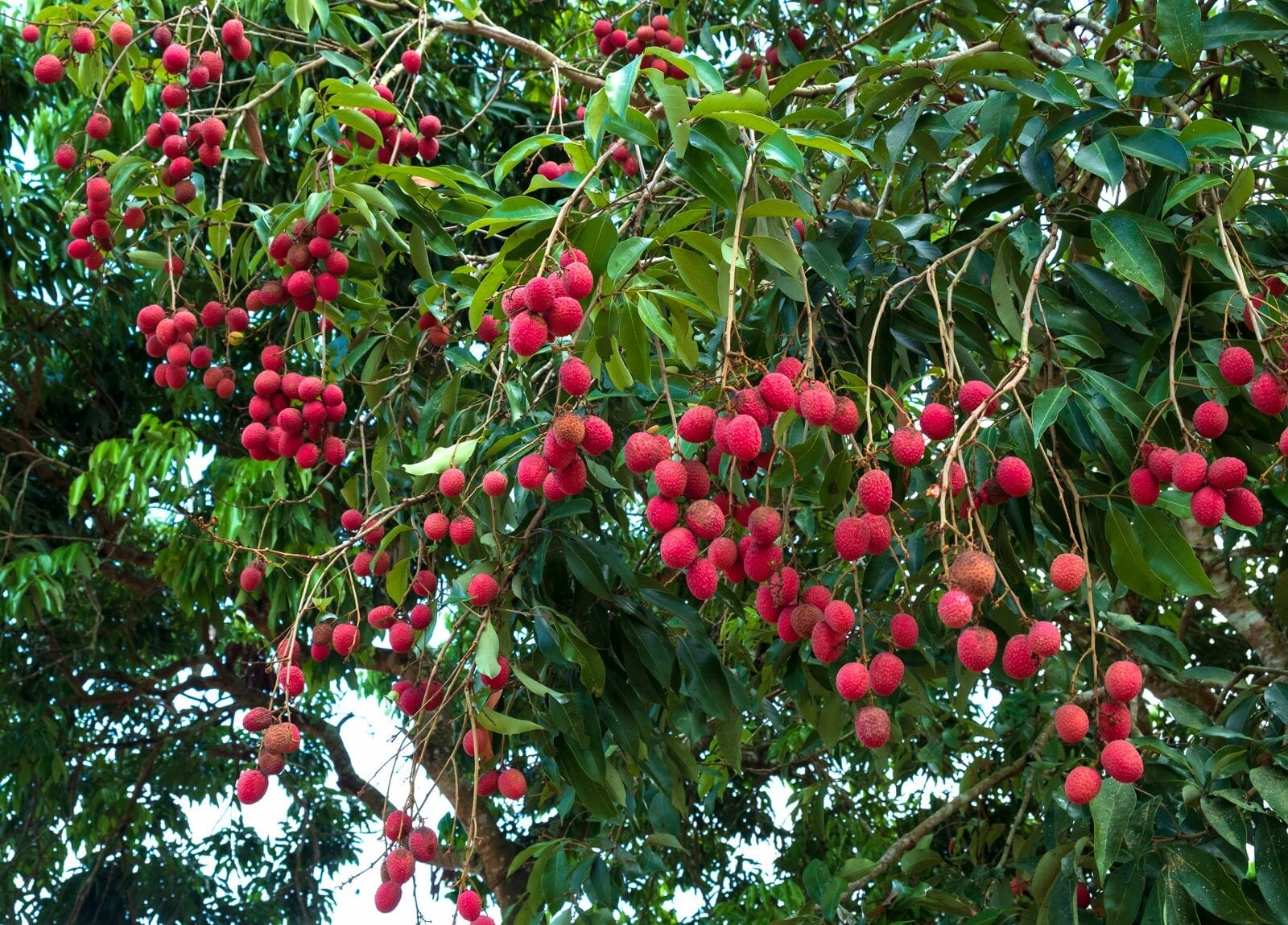 10 Best Fertilizer For Lychee Tree In 2023 The Wrench Finder