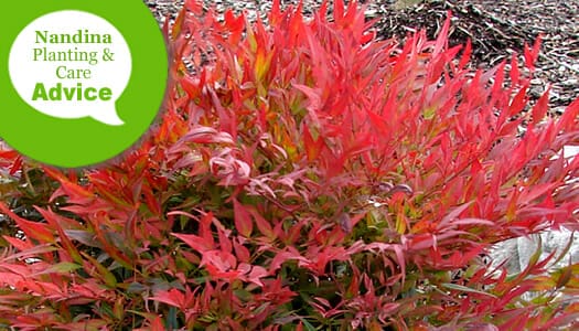 fertilizer for nandina 1