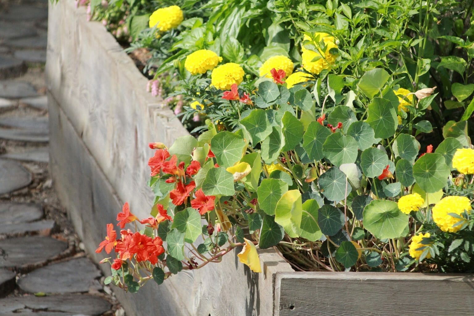 pollinator plants for vegetable garden 1