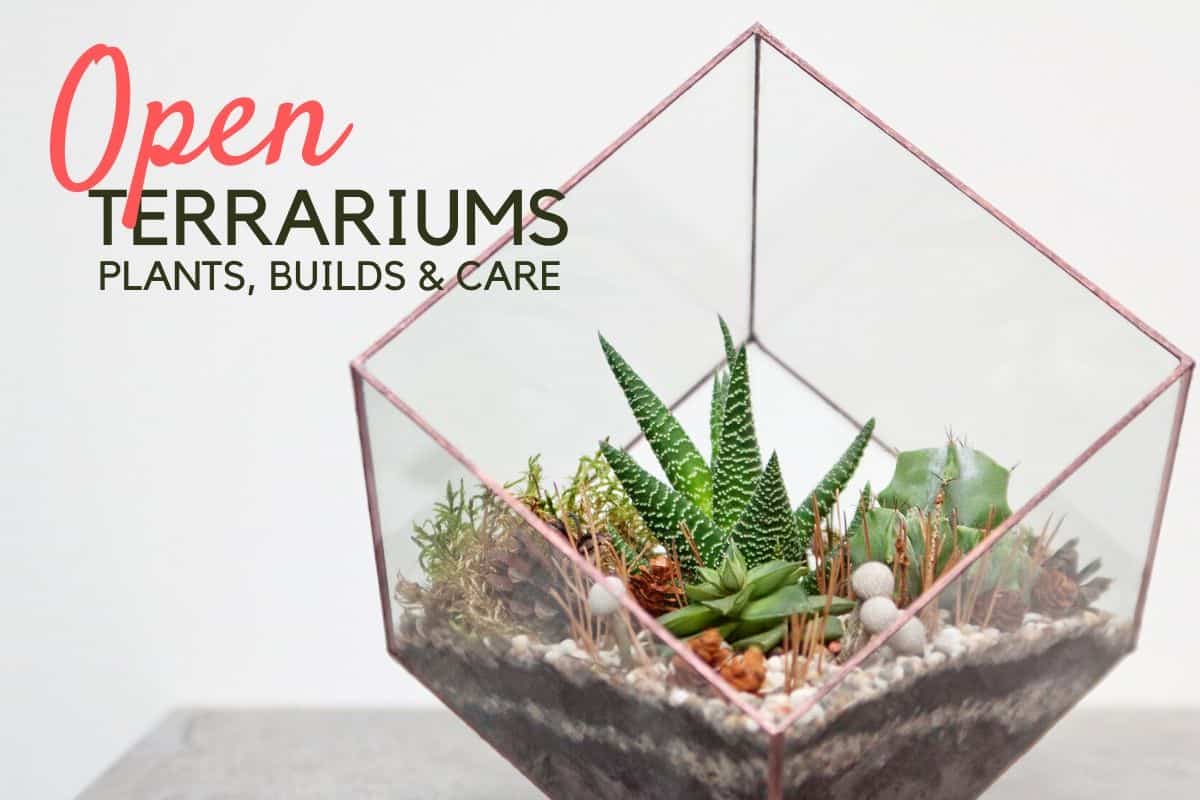 plants for open terrarium 2