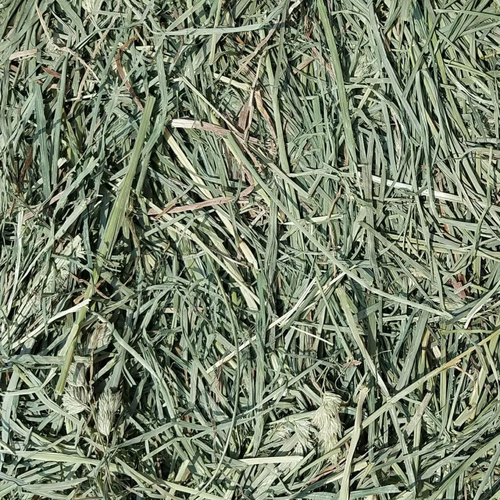 orchard grass seed for hay 1