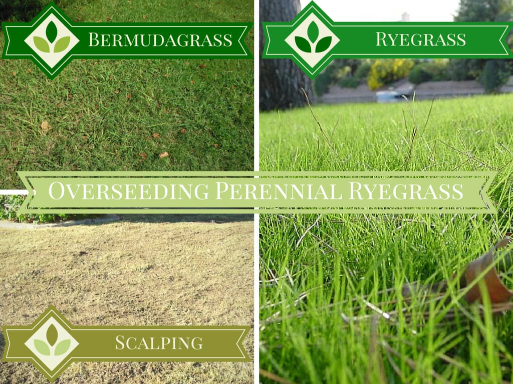 fertilizer for ryegrass 2