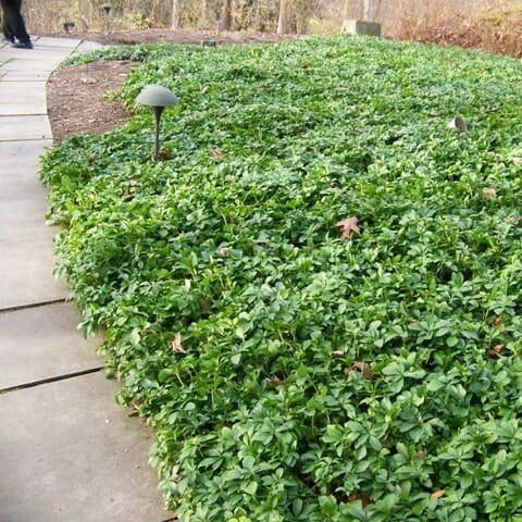 fertilizer for pachysandra 2